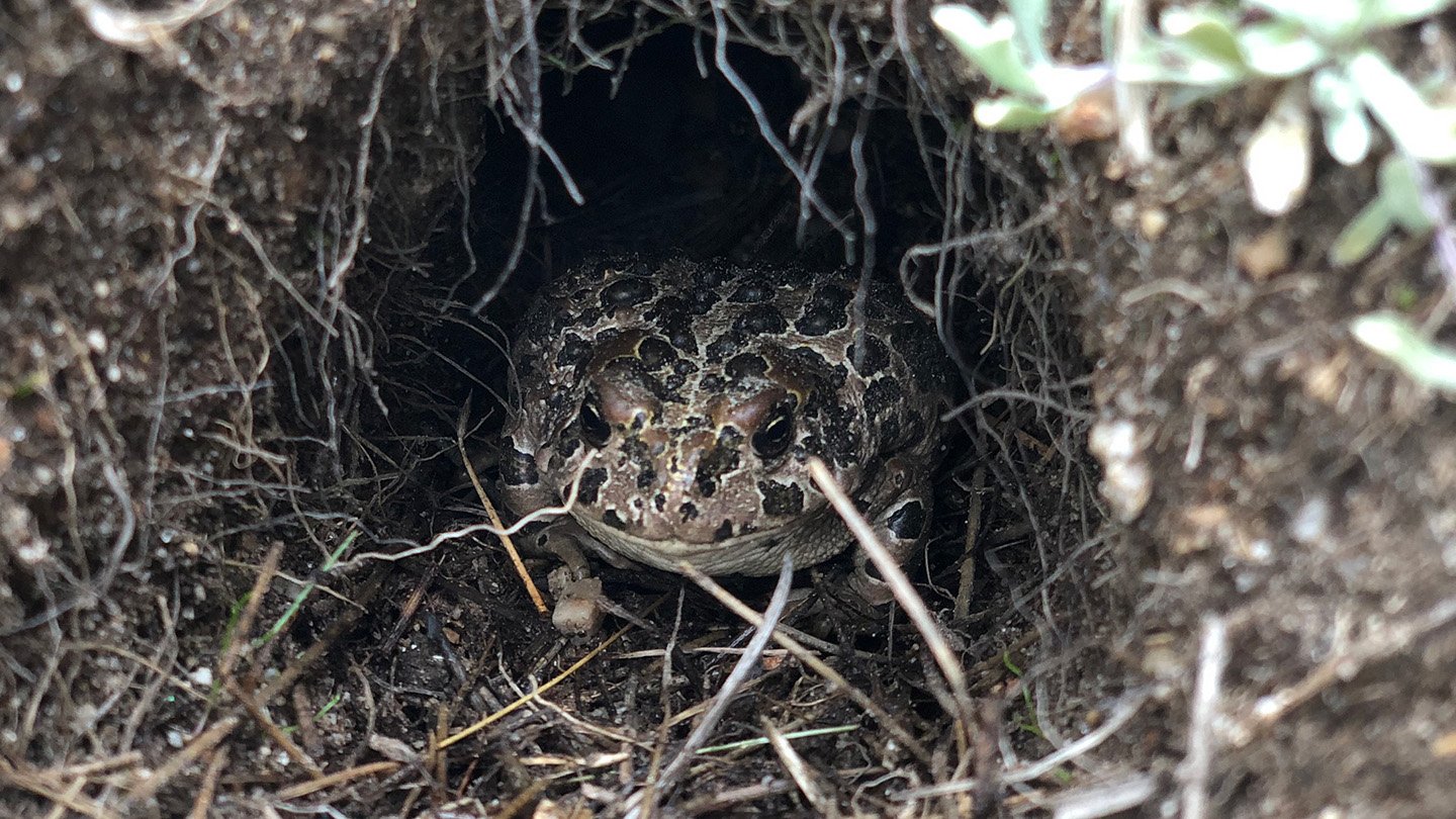 A Yosemite toad sits in the mouth of a burrow. Surveys of toads living in meadows in Yosemite Nat...