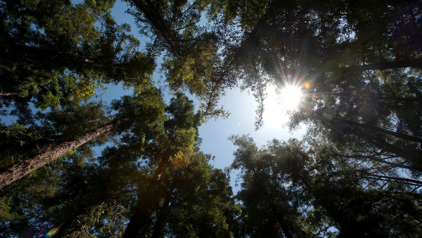 Light filters through coast redwoods at the University of California, Davis Arboretum. A new stud...