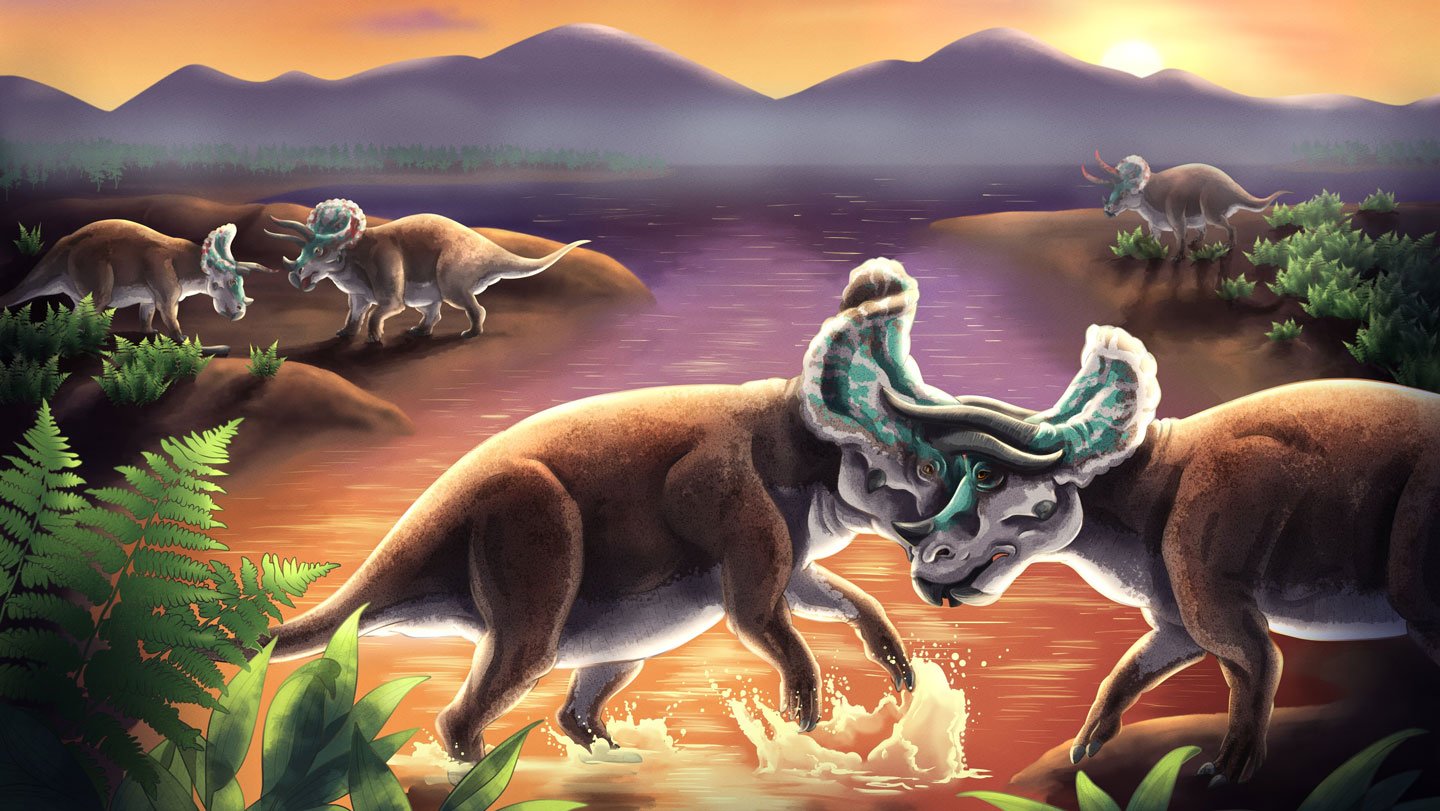 Triceratops (depicted here) may have had horns adapted for the strain of interlocking during batt...