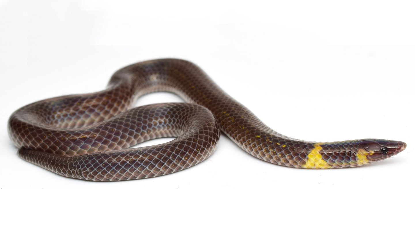 This Pseudorabdion saravacense snake looks like it’s ready to slither, but new video captures i...