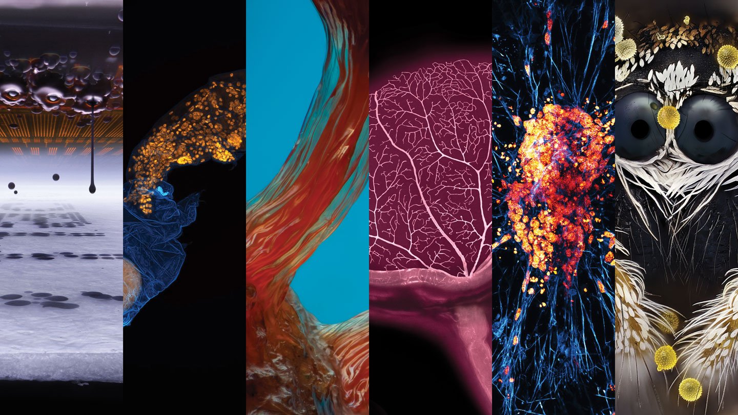 From ink droplets in flight to a tardigrade shedding its skin, images honored in the 2026 Nikon S...