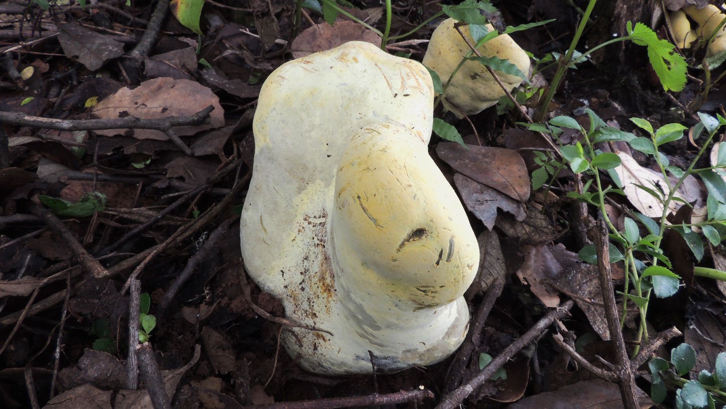 Dianjunus rex (shown) grows in southwestern China and its yellowish, pillar and tentacle-shaped f...