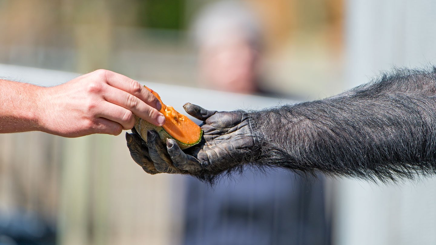 Humans and chimpanzees have surprisingly different brains considering the similarity of their pro...