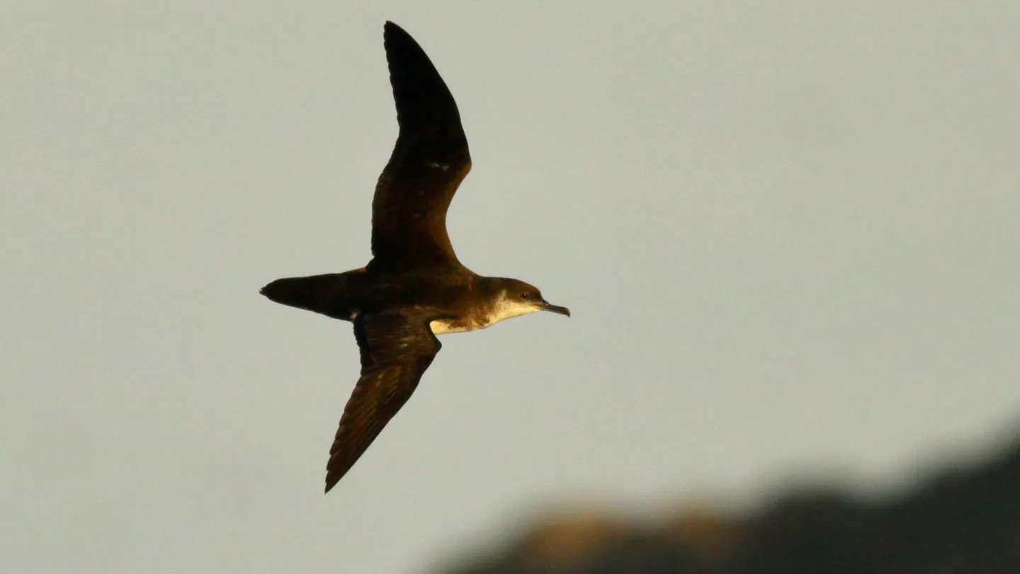 A Manx shearwater soars in midflight. New research suggests that a phenomenon akin to jet lag can...