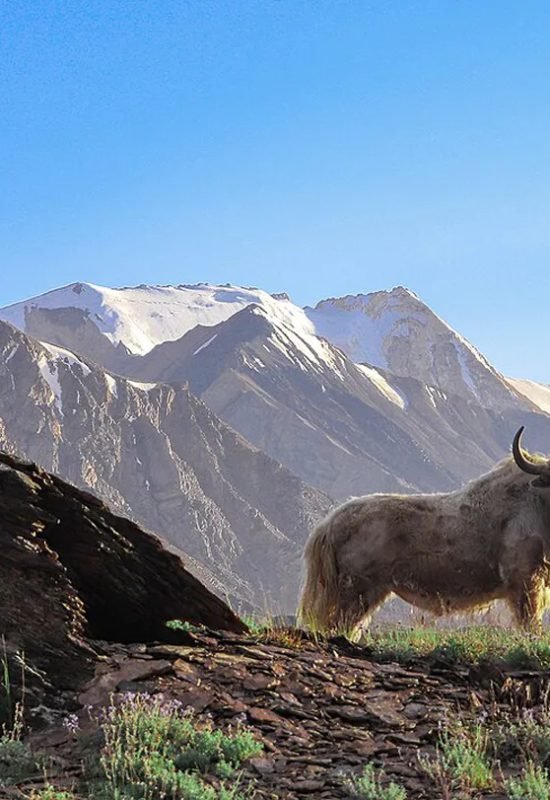 Animals that live at high altitudes, such as this yak in Pakistan, have a genetic mutation that m...