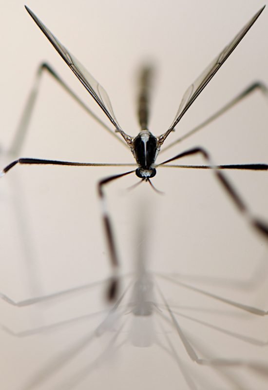 Phantom crane flies use their long legs to fly, holding their wings still as they float on updraf...
