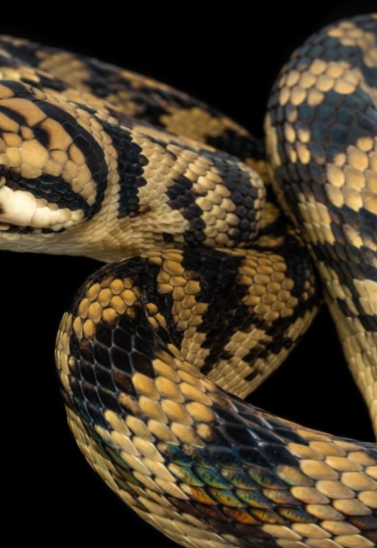 Some tree-climbing snakes, such as this Australian brown tree snake, can lift up to 70 percent of...