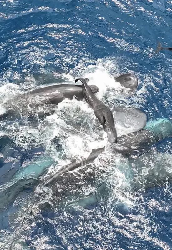 A newborn sperm whale calf is held above water by adults until it can swim on its own. Project CETI