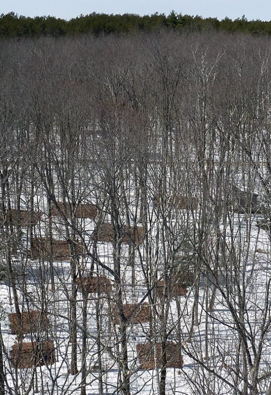 At the Prospect Hill field site in Harvard Forest, an experiment that imitates the effects of cli...