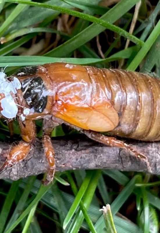 Researchers temporarily coated cicadas’ eyes and light-sensing organs with white paint, blockin...