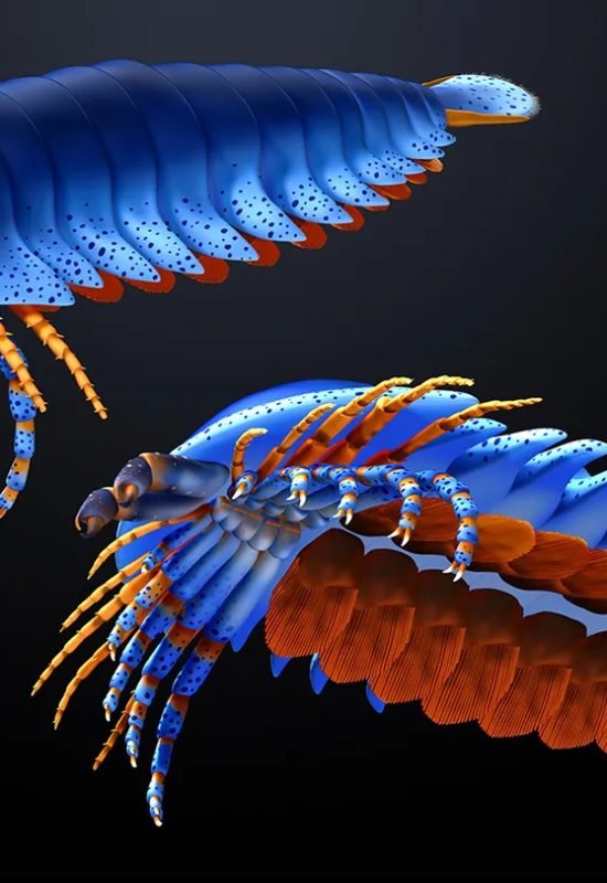 An early relative of modern spiders and scorpions (illustrated) lived in water, was about the siz...