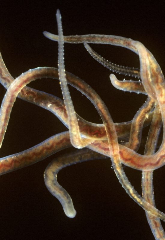 The California blackworm (Lumbriculus variegatus) displays the unusual ability to move faster in ...