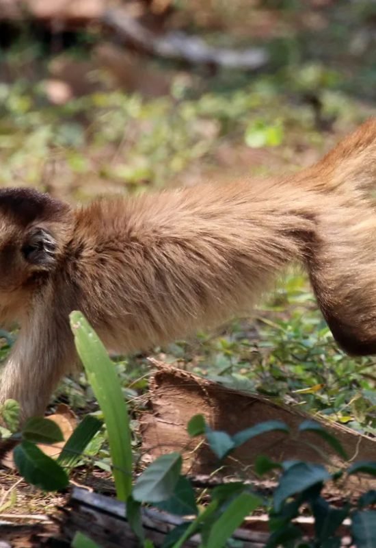 Bearded capuchin monkeys (Sapajus libidinosus) (shown) in Brazil are more in the mood for meat as...