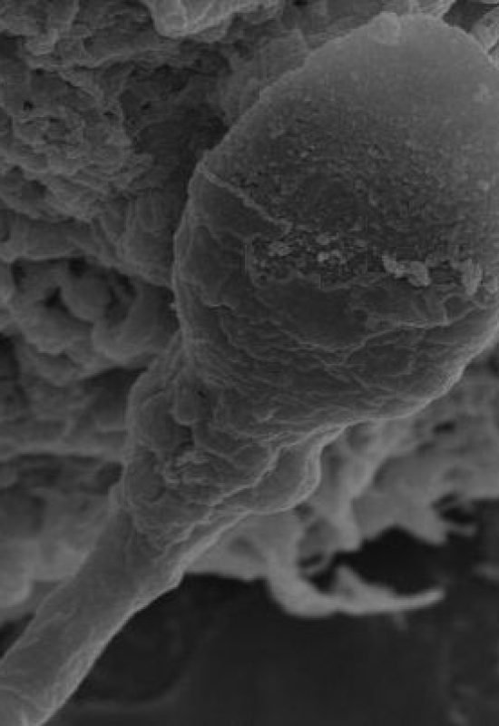 (Image credit: Sperm and Embryo Biology Laboratory, Adelaide University)